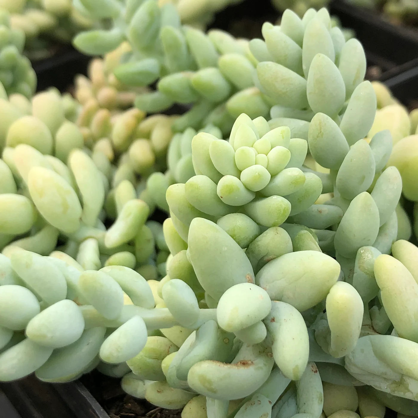 Sedum Morganianum Burrito indoor outdoor houseplant succulent