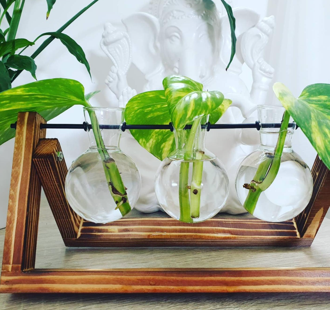 Bulb Vases with Wooden Stand | Vintage Style Plant Stand | 3 Vase Propagation Station | Desktop Glass Planter | Hydroponic Table Top Planter