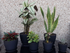 8 Pack Plant Pots Indoor, 19/17.5/16.5/16/14/13/11.5/10cm Stripe Grooves Plastic Flower Pots with Drainage Holes