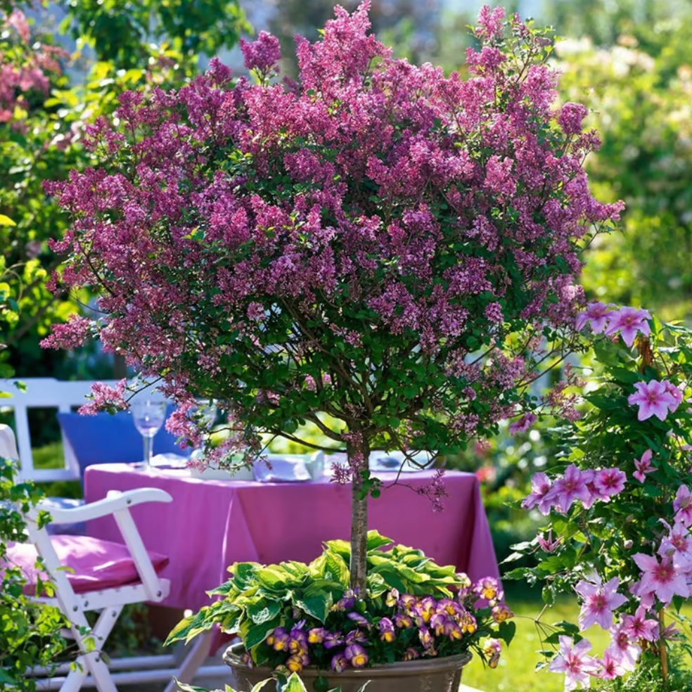 Pair of Standard Lilac Tree Syringa 'Palibin' 80-100cm Tall in a 3.5L Pot