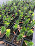 Monkey Puzzle Tree Seedlings Collection, Single Plant