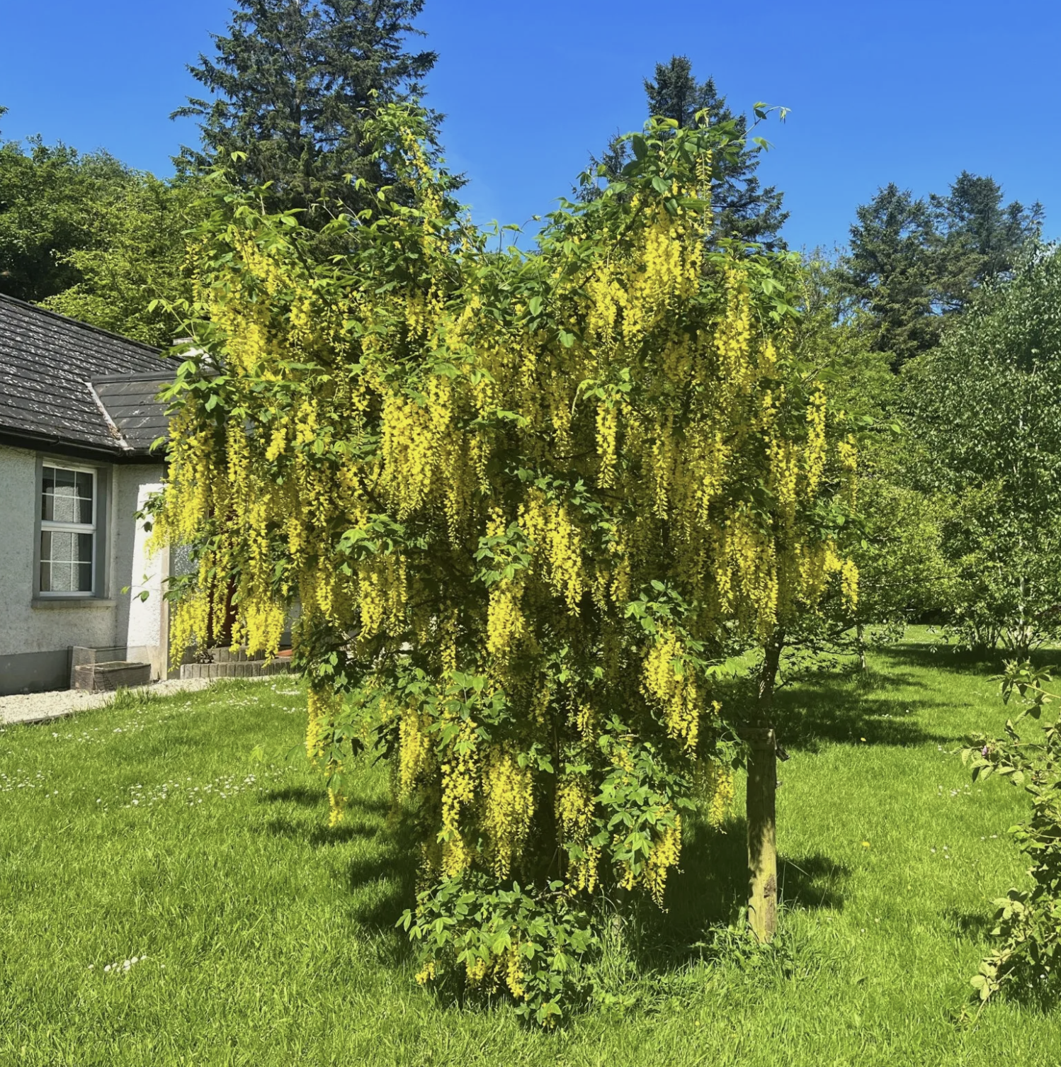 Common Laburnum Tree 50-80cm Laburnum Anagyroides, Golden Rain, Golden Chain