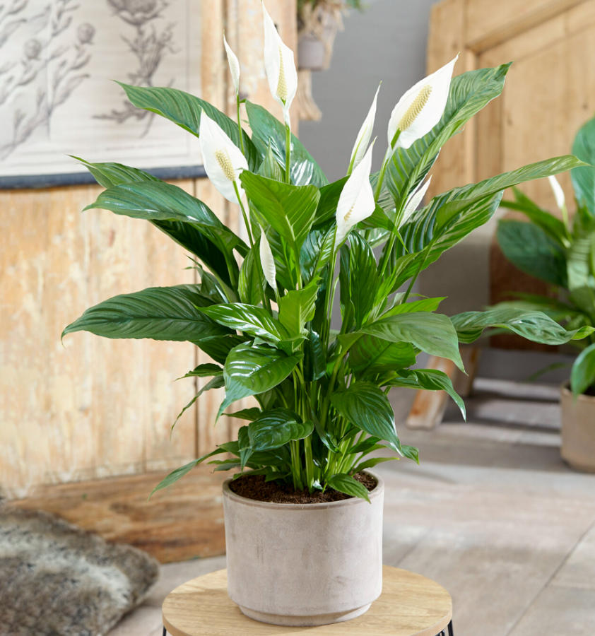 Spathiphyllum Peace Lily Large Indoor house Plant Purify The Air In Your Home 30-40cm tall