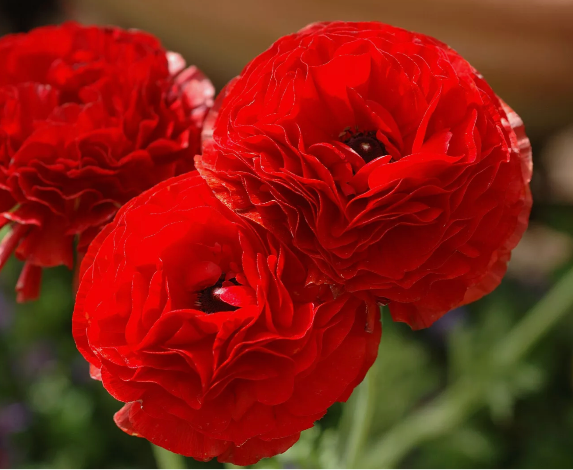 20 Ranunculus Asiaticus RED Summer Flowering Bulbs Garden Perennial Plant Corms