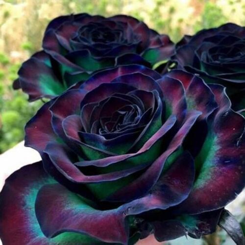 Purple & Green Rose Seeds Garden Plant Flower Viable Seeds Pack of 10