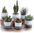 Pack of 6 Ceramic Mini Korea Style 6cm Snow Serial Full Set succulent Plant Pots