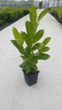 Cherry Laurel Hedging 40-60cm Tall Strong Evergreen Plants Supplied Potted Select Quantity