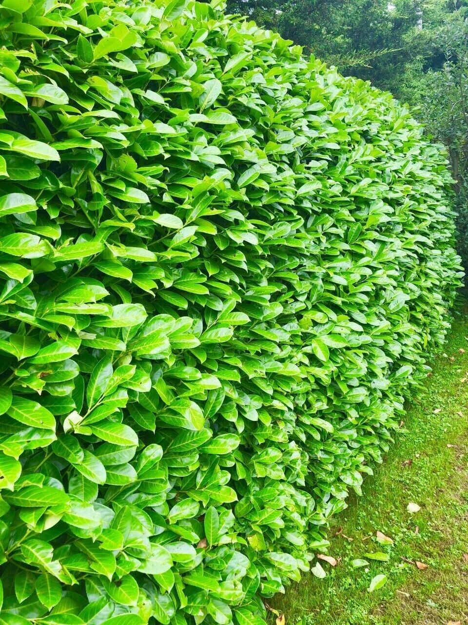 Cherry Laurel Hedging 40-60cm Tall Strong Evergreen Plants Supplied Potted Select Quantity