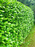 Cherry Laurel Hedging 40-60cm Tall Strong Evergreen Plants Supplied Potted Select Quantity