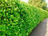 Cherry Laurel Hedging 40-60cm Tall Strong Evergreen Plants Supplied Potted Select Quantity