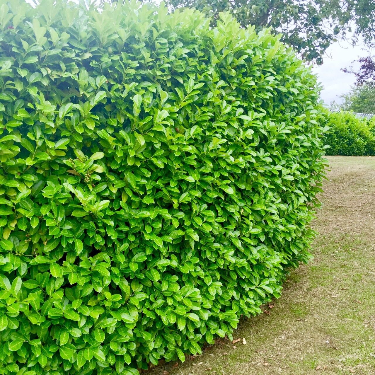 Cherry Laurel Hedging 40-60cm Tall Strong Evergreen Plants Supplied Potted Select Quantity