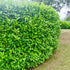 Cherry Laurel Hedging 40-60cm Tall Strong Evergreen Plants Supplied Potted Select Quantity