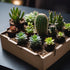 Succulent and Cactus Basic Subscription Box