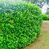 30 Cherry Laurel Hedging 3-4ft Evergreen Plants Bare Root Multi Stem A+ Grade