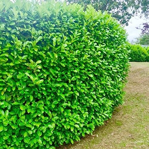 120 Cherry Laurel Hedging 2ft Evergreen Plants Bare Root Multi Stem A+ Grade