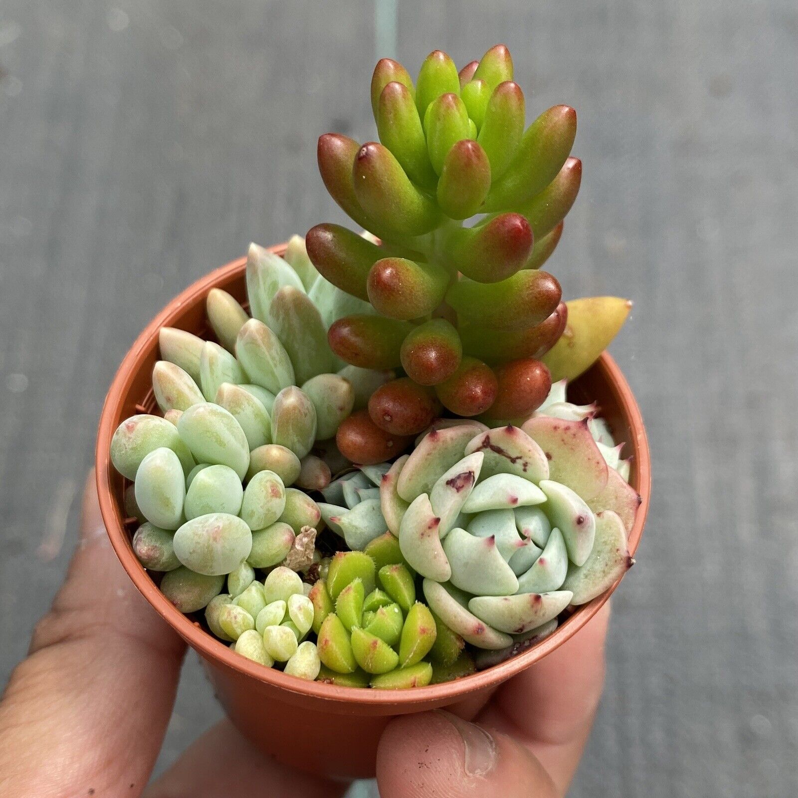 Group Succulents, as seen, Mix, aprox 5-6cm