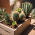 Succulent and Cactus Basic Subscription Box