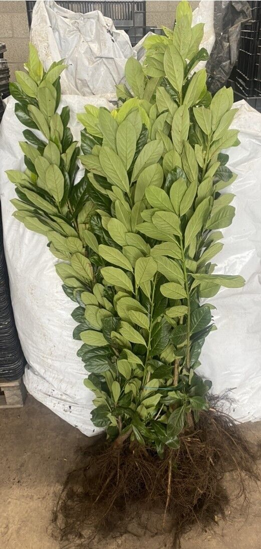 30 Cherry Laurel Hedging 3-4ft Evergreen Plants Bare Root Multi Stem A+ Grade