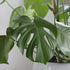 Monstera Deliciosa 'Swiss Cheese Plant' Around 40-50cm in Height