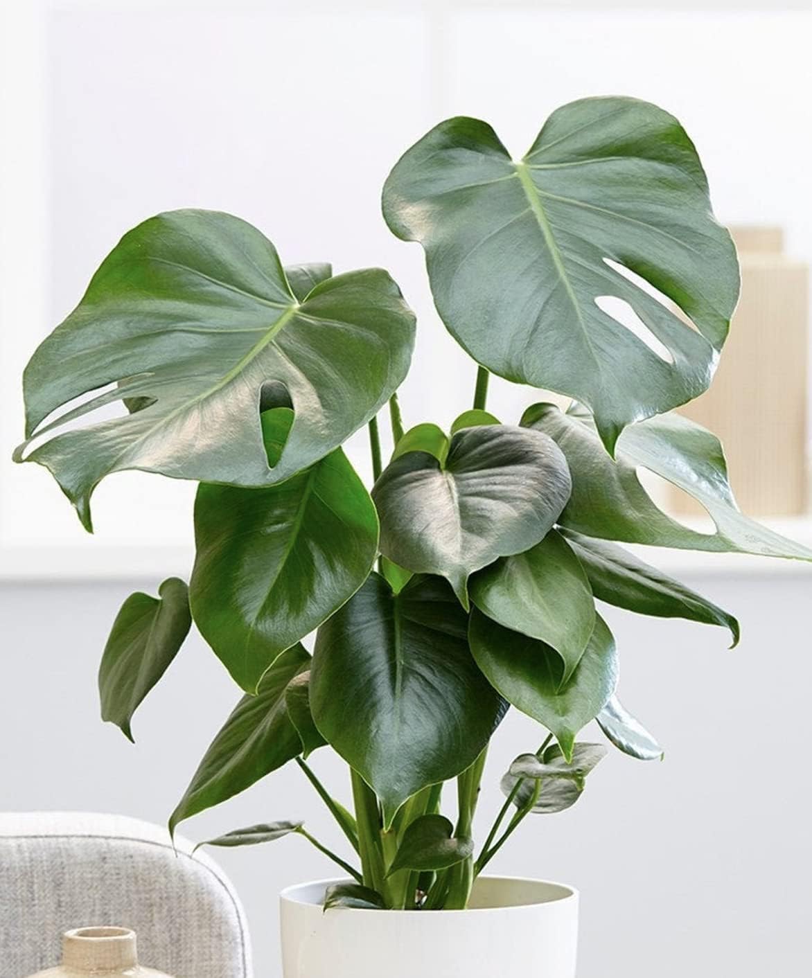 Monstera Deliciosa 'Swiss Cheese Plant' Around 40-50cm in Height