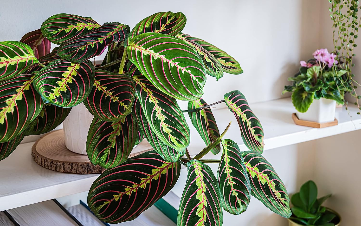 Prayer Plant, Maranta Fascinator, Kitchen and Living Room, Perfect for Clean Air *Growers pot*