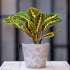 Prayer Plant, Maranta Fascinator, Kitchen and Living Room, Perfect for Clean Air *Growers pot*