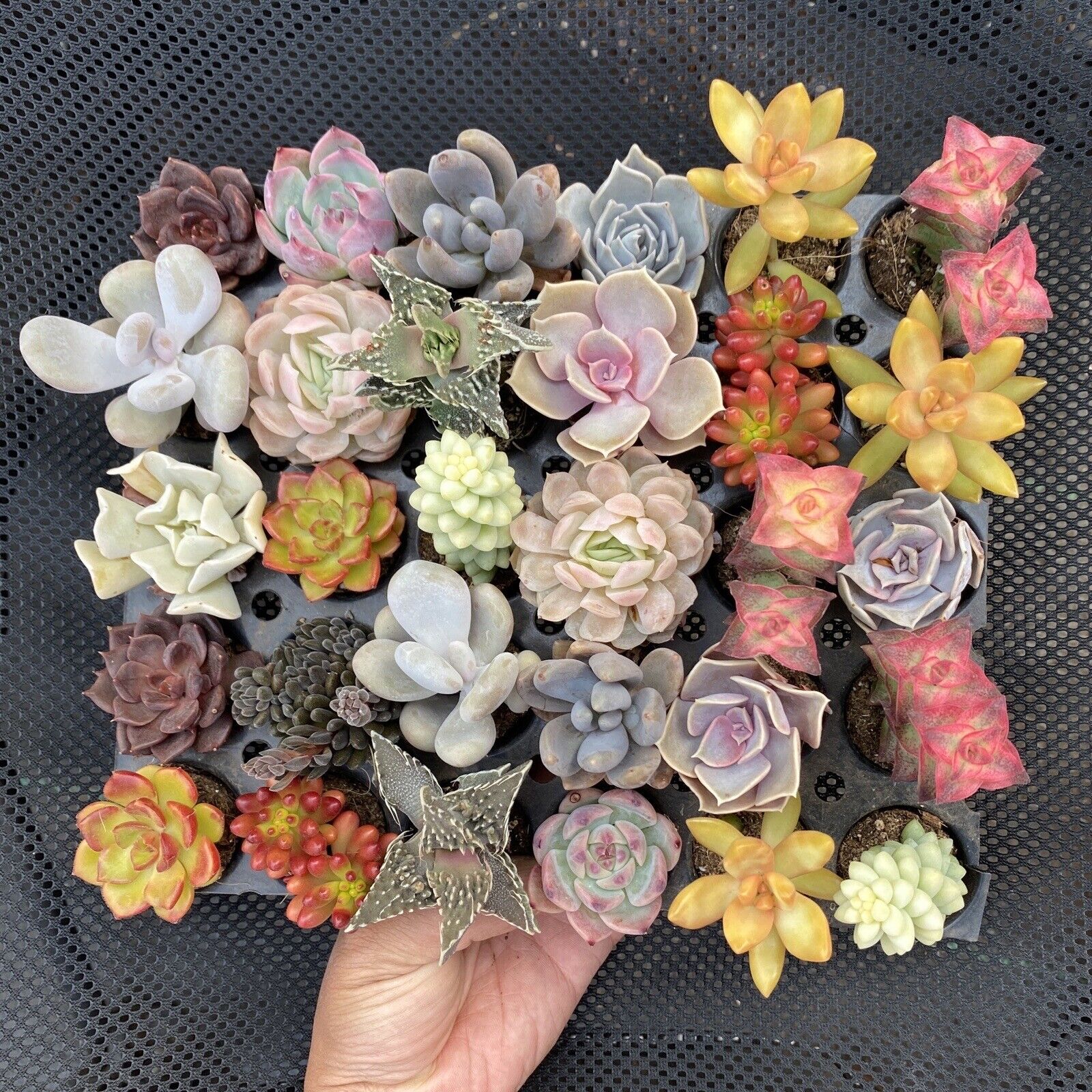 Random Selection Succulents, Pack of 10 , With Roots, No Pots