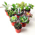 Mini Succulent Pack Mixed Succulents Indoor House Plant  Pack of 5