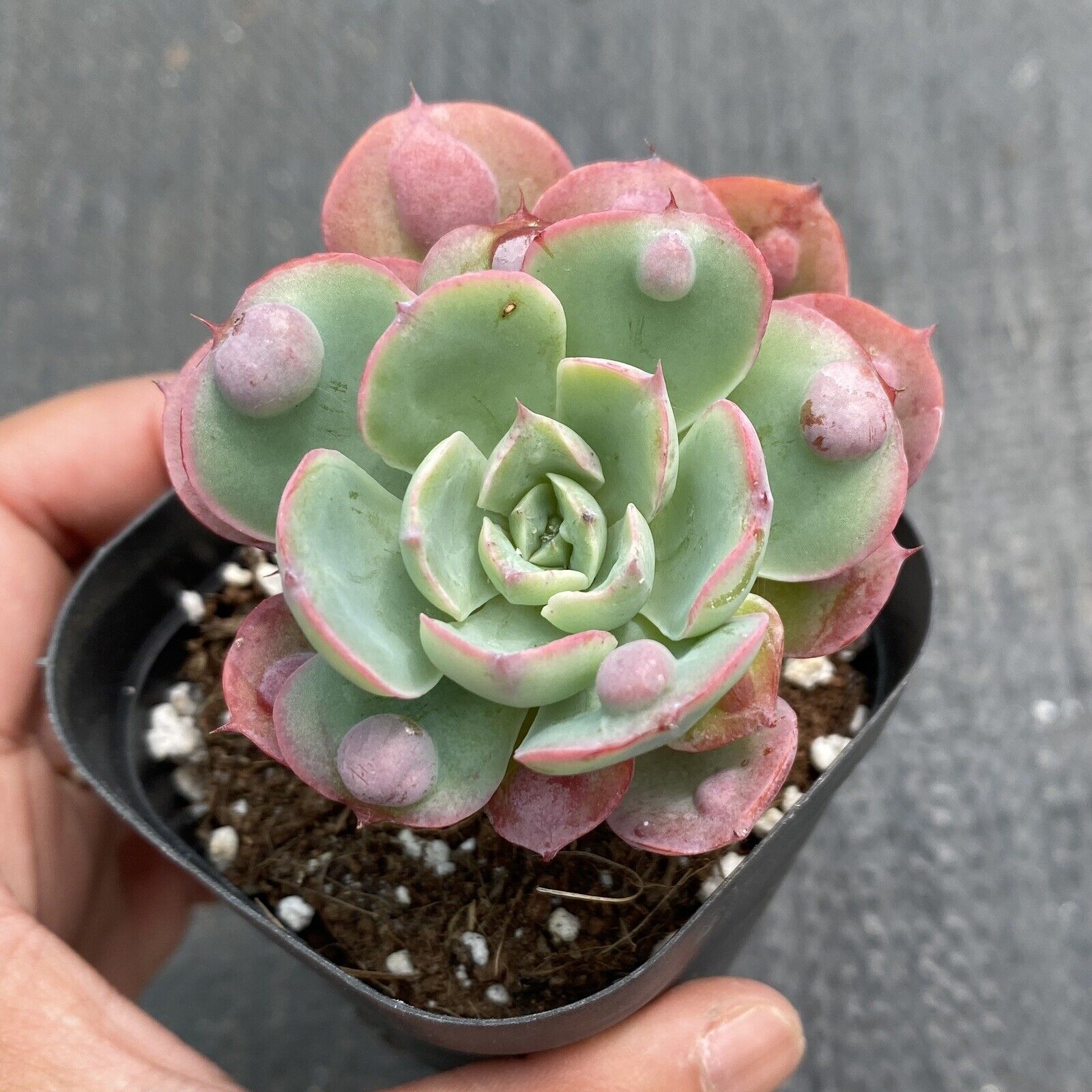 Rare Succulents, As Seen, Echeveria Raindrop, 5-6cm