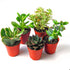 Mini Succulent Pack Mixed Succulents Indoor House Plant  Pack of 5