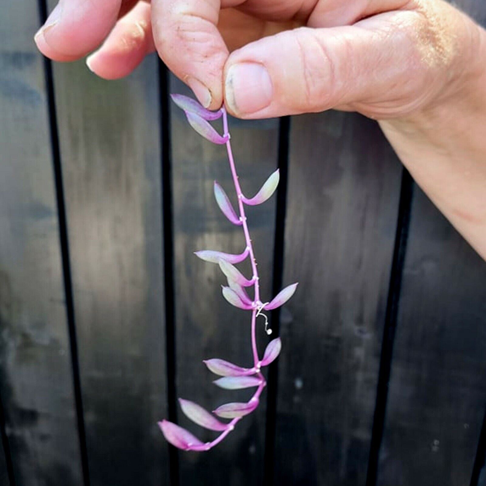 Ruby Necklace "Othonna capensis" trailing succulent | 3 x 3in unrooted cuttings