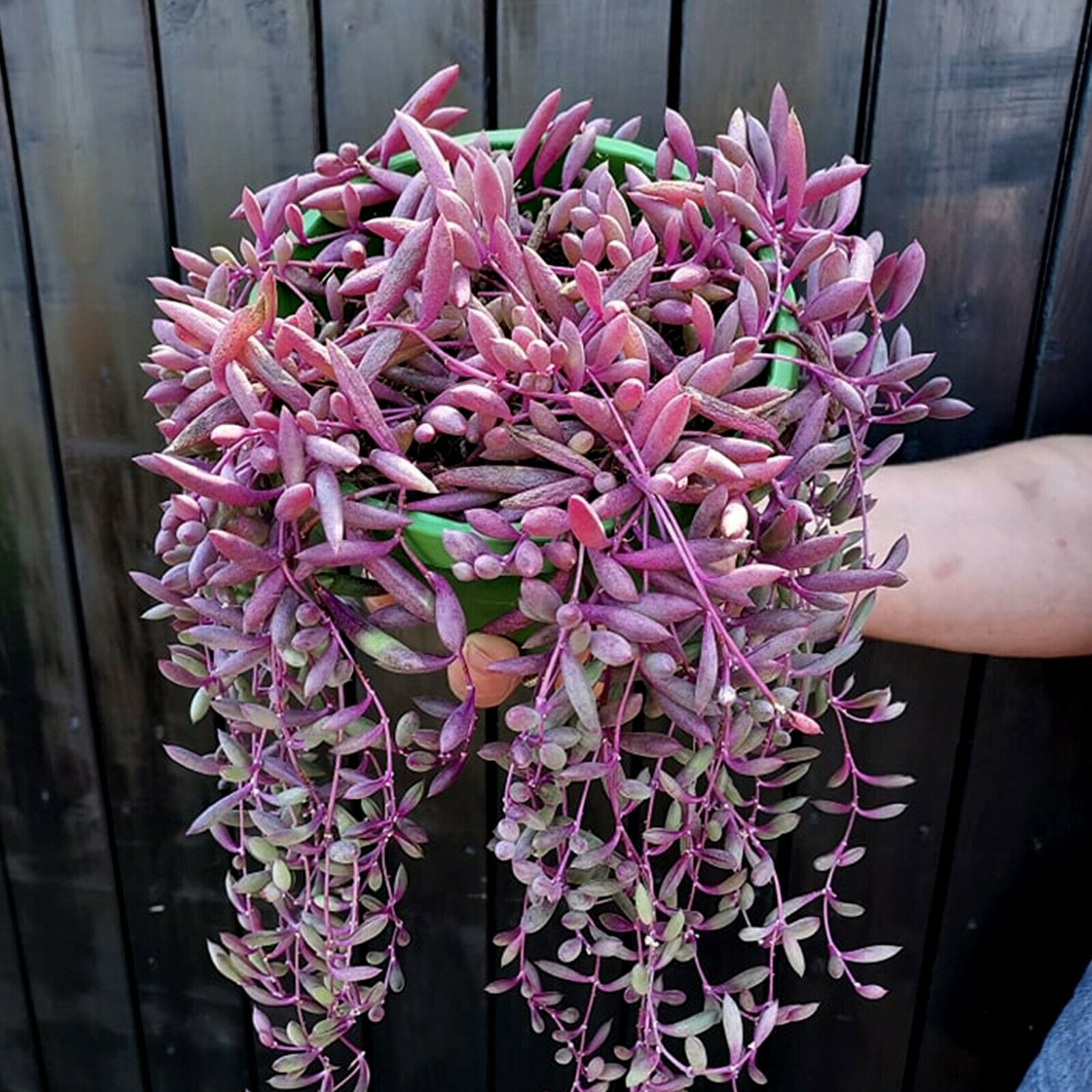 Ruby Necklace "Othonna capensis" trailing succulent | 3 x 3in unrooted cuttings