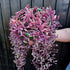 Ruby Necklace "Othonna capensis" trailing succulent | 3 x 3in unrooted cuttings