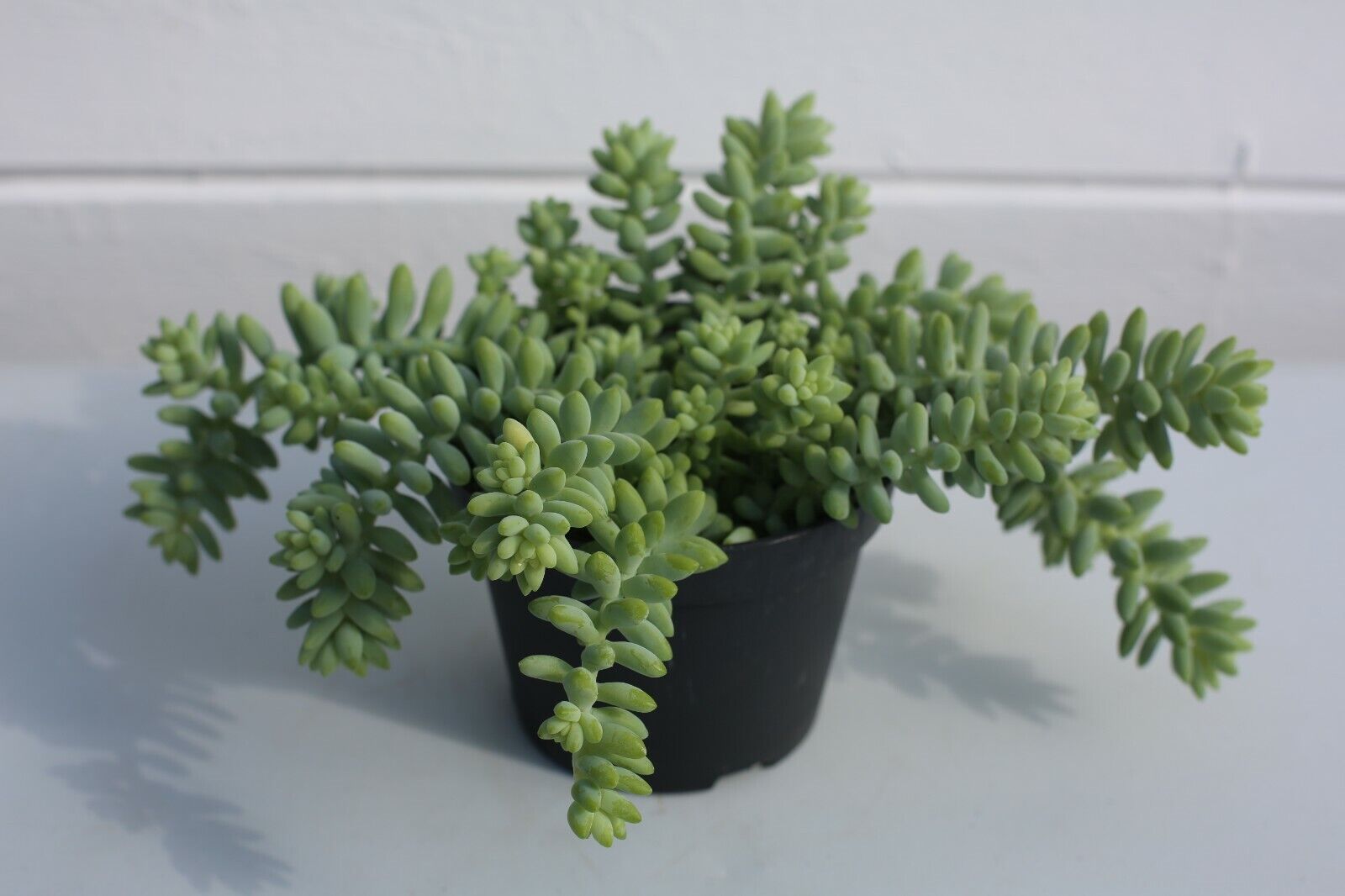 Sedum morganianum Burrito in 11cm pot /Burrows Tail/Trailing succulent free p&p