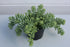 Sedum morganianum Burrito in 11cm pot /Burrows Tail/Trailing succulent free p&p