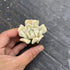 Random Selection Succulents, Pack of 10 , With Roots, No Pots