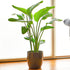 Strelitzia nicolai | 35-45cm Potted White Bird of Paradise | Indoor Plant