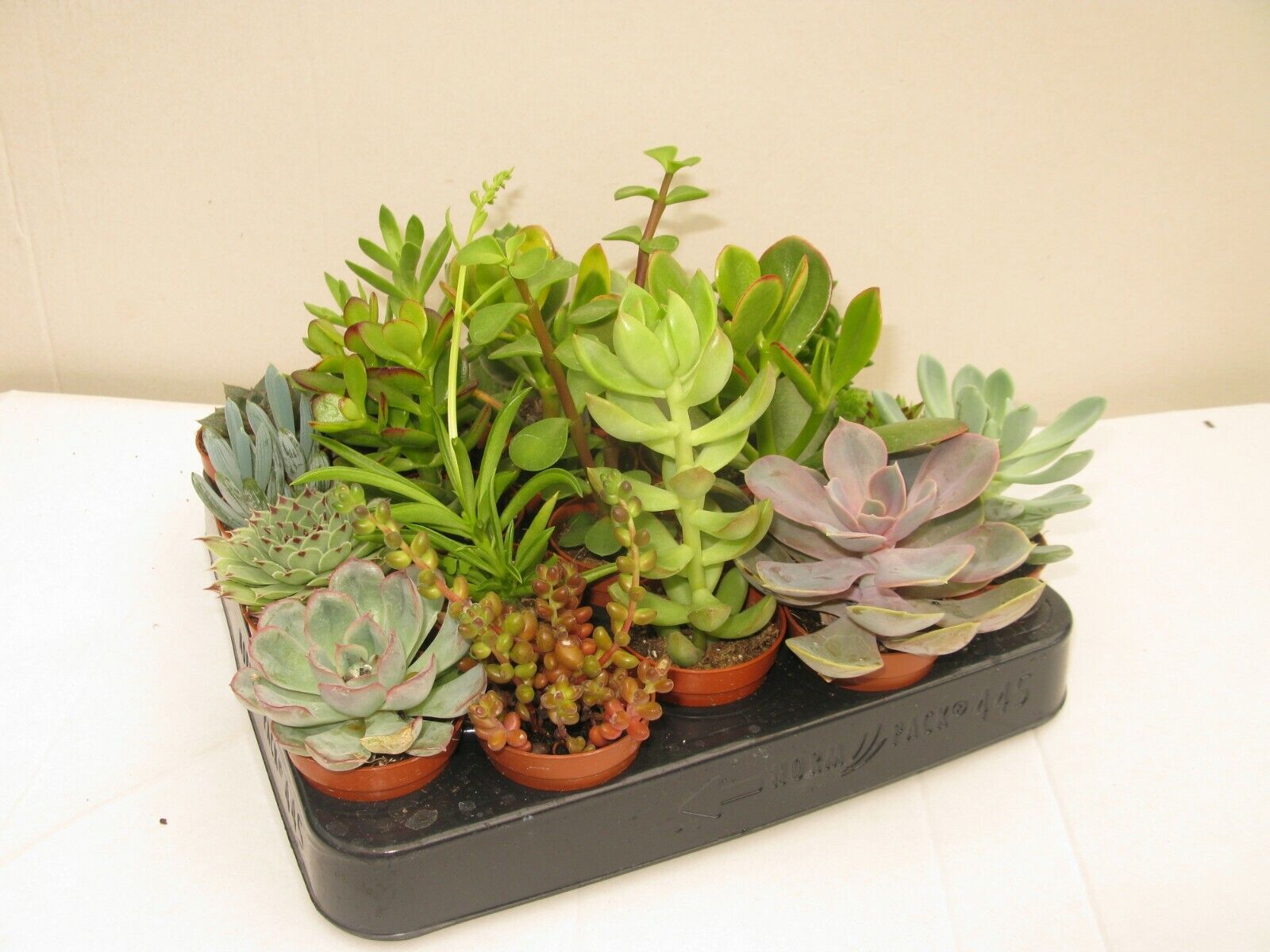 50 x Mixed Succulent Plants In 5.5cm Pots Wedding Favours/Gifts