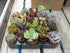 50 x Mixed Succulent Plants In 5.5cm Pots Wedding Favours/Gifts