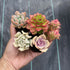 Random Selection Succulents, Pack of 10 , With Roots, No Pots