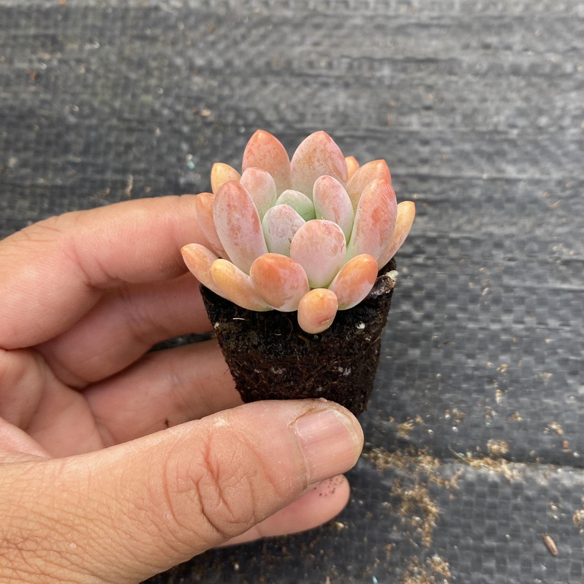 Random Selection Succulents, Pack of 10 , With Roots, No Pots