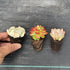 Random Selection Succulents, Pack of 10 , With Roots, No Pots