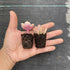 Random Selection Succulents, Pack of 10 , With Roots, No Pots