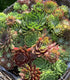 12 Bright Colourful Sempervivum And Sedum Succulent Rooted Garden Plants